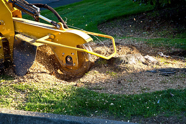 How Our Tree Care Process Works  in  Lincolnshire, IL